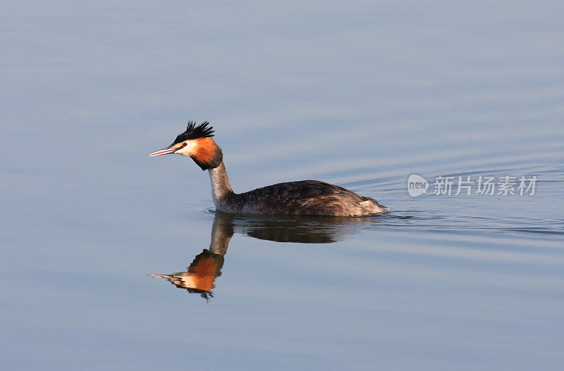 大山脊Grebe (Podiceps crista)